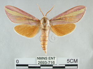 * 圖說：黃條天蛾 標本之背面* 作者：助理陳佩琇拍攝* 智財權：國立自然科學博物館