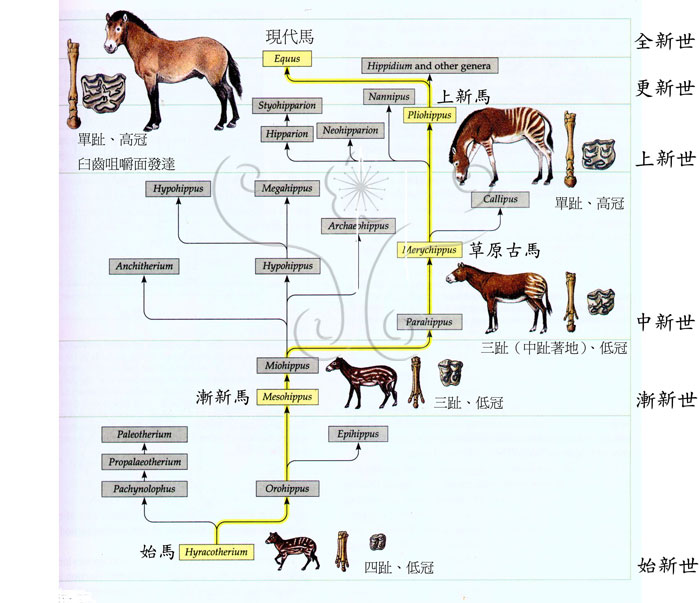 * 圖說：馬的演化* 作者：許媖琇拍攝* 智財權：國立自然科學博物館