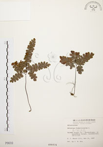 * 扇葉鐵線蕨-標本~P000010