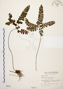 * 扇葉鐵線蕨-標本~P000012