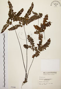 * 扇葉鐵線蕨-標本~P001548