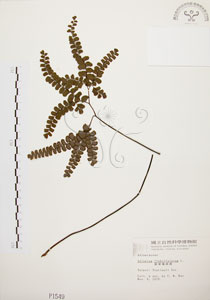 * 扇葉鐵線蕨-標本~P001549