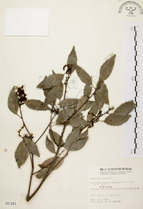 * 圓果青剛櫟-標本~S005341