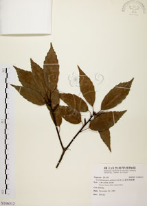 * 圓果青剛櫟-標本~S106512