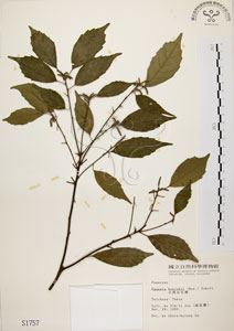 * 油葉石櫟-標本~S001757
