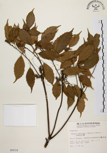 * 油葉石櫟-標本~S006018