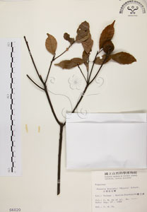 * 油葉石櫟-標本~S006020