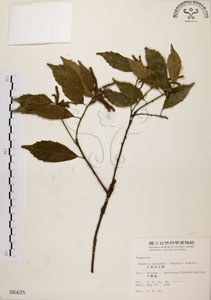 * 油葉石櫟-標本~S006405
