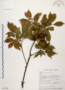 * 油葉石櫟-標本~S017741