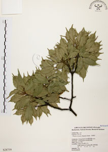 * 油葉石櫟-標本~S028759