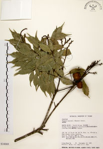 * 油葉石櫟-標本~S034069