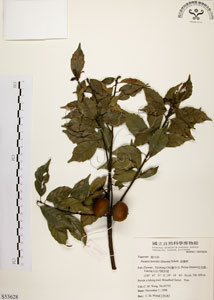 * 油葉石櫟-標本~S053628