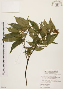 * 油葉石櫟-標本~S068818