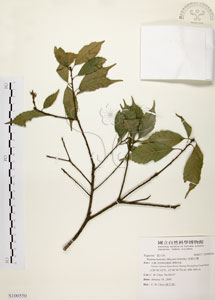 * 油葉石櫟-標本~S100550