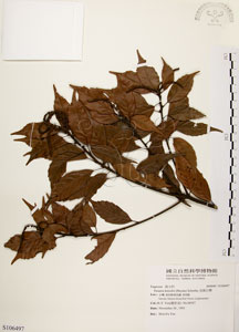 * 油葉石櫟-標本~S106497