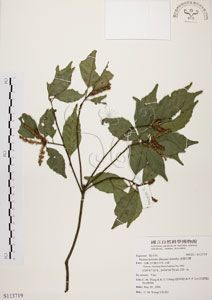 * 油葉石櫟-標本~S113719
