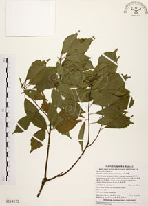 * 油葉石櫟-標本~S114172