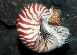 * 圖說：鸚鵡螺是真正具有外殼的頭足類，構造原始，有活化石之稱* (李坤瑄 拍攝)* 作者：李坤瑄拍攝* 智財權：李坤瑄##國立自然科學博物館##