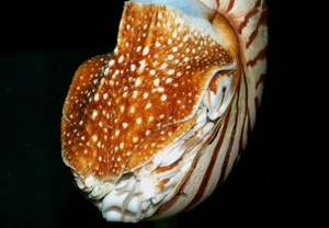 * 圖說：鸚鵡螺具有背腕特化的肉質的口蓋，能將殼口牢牢封住* (李坤瑄 拍攝)* 作者：李坤瑄拍攝* 智財權：李坤瑄##國立自然科學博物館##