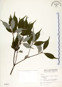* 錐果櫟-標本 ~S003917