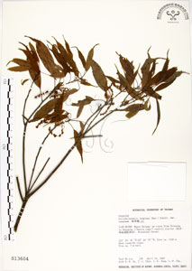 * 錐果櫟-標本 ~S013604