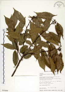 * 錐果櫟-標本 ~S016499
