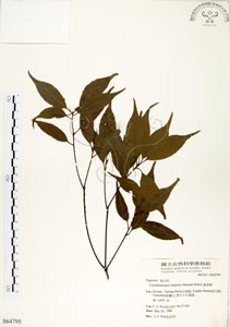 * 錐果櫟-標本 ~S064795