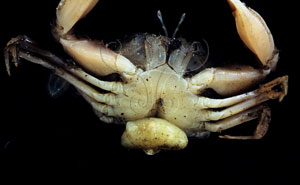 * 圖說：扁平多囊蟹奴寄生在白紋方蟹與大額蟹等蟹類體內，於生殖時，會在蟹類的腹部體外產生囊狀的外體。* (李坤瑄 攝影)* 作者：李坤瑄拍攝* 智財權：李坤瑄