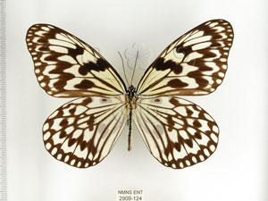 * 圖說：大白斑蝶(綠島亞種) 標本之背面* 梁輝弘 拍攝* 智財權：國立自然科學博物館