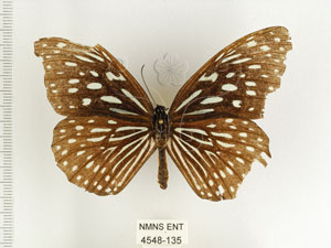 * 圖說：小紋青斑蝶 標本之背面* 梁輝弘 拍攝* 智財權：國立自然科學博物館