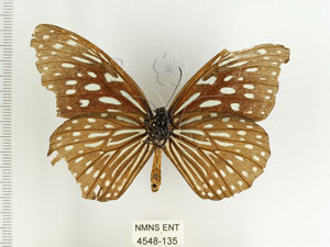 * 圖說：小紋青斑蝶 標本之腹面* 梁輝弘 拍攝* 智財權：國立自然科學博物館