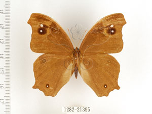 * 樹蔭蝶 Melanitis leda (Linnaeus, 1758)* 梁輝弘 拍攝* 智財權：國立自然科學博物館