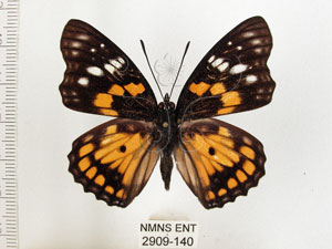 * 圖說：黃斑蛺蝶 標本之背面* 梁輝弘 拍攝* 智財權：國立自然科學博物館