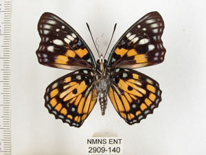 * 圖說：黃斑蛺蝶 標本之腹面* 梁輝弘 拍攝* 智財權：國立自然科學博物館