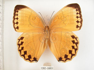 * 圖說：環紋蝶 標本之背面* 梁輝弘 拍攝* 智財權：國立自然科學博物館