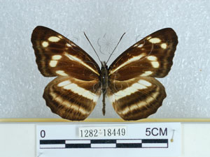* 圖說：黃斑三線蝶 標本之背面* 黃翔瑋 拍攝* 智財權：國立自然科學博物館