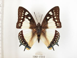 * 圖說：雙尾蝶 標本之背面* 梁輝弘 拍攝* 智財權：國立自然科學博物館