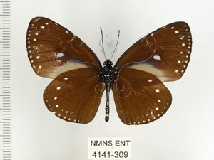 * 圖說：小紫斑蝶 標本之腹面* 梁輝弘 拍攝* 智財權：國立自然科學博物館