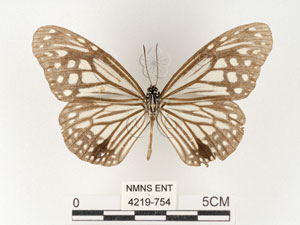 * 圖說：姬小紋青斑蝶 標本之背面* 梁輝弘 拍攝* 智財權：國立自然科學博物館
