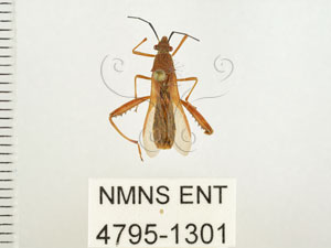 * 圖說：條蜂緣椿 標本之背面* 梁輝弘 拍攝* 智財權：國立自然科學博物館
