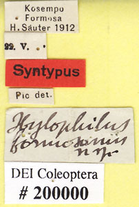 * Hylophilus formosanus-Syn-標籤* 作者：DEI合作計畫拍攝* 智財權：國立自然科學博物館