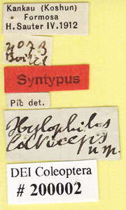 * Hylophilus laticeps-Syn-標籤* 作者：DEI合作計畫拍攝* 智財權：國立自然科學博物館