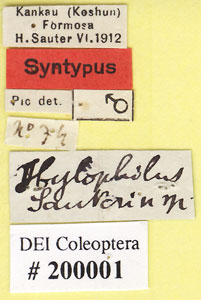 * Hylophilus sauteri-Syn-標籤* 作者：DEI合作計畫拍攝* 智財權：國立自然科學博物館