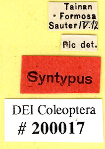 * Anthicus sauteri-Syn1-標籤* 作者：DEI合作計畫拍攝* 智財權：國立自然科學博物館