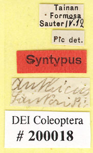* Anthicus sauteri-Syn2-標籤* 作者：DEI合作計畫拍攝* 智財權：國立自然科學博物館