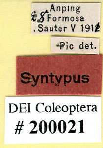 * Anthicus sauteri-Syn5-標籤* 作者：DEI合作計畫拍攝* 智財權：國立自然科學博物館