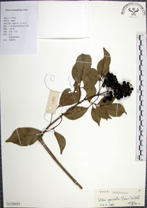 * 山埔姜-標本~S128693