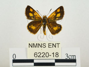 * 圖說：小黃斑弄蝶 標本背面* 助理 梁輝弘 拍攝* 智財權：國立自然科學博物館