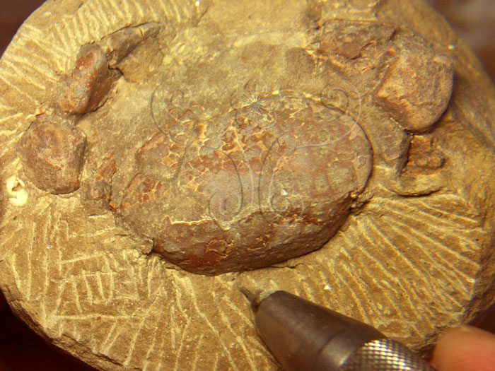 * 圖說：圖十二　圖十一的化石標本，經衡量螃蟹化石軟甲保存狀況，在不傷及標本前提下，以氣動鑽頭小心去除大部份圍岩，但在圍岩也造成許多刻痕。<br>* 作者：許媖琇拍攝* 智財權：王士偉