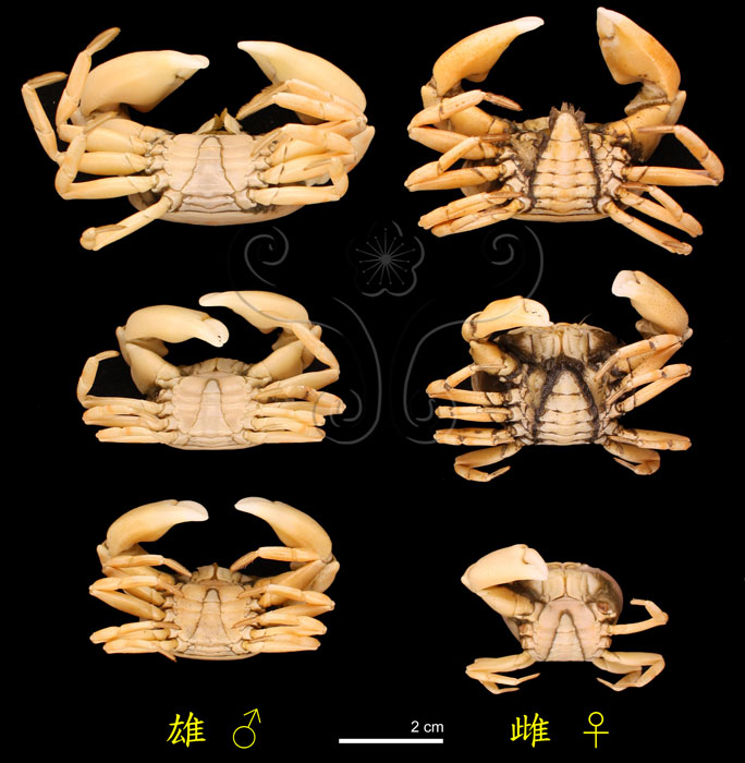 * 圖說：圖二十一　現生紅斑斗蟹<i>Liagore rubromaculata</i> (De Haan, 1835) 浸液標本腹面觀，顯示不同個體大小、不同性別間的腹甲差異；圖左、右排分別為雄性與雌性個體。<br>* 作者：許媖琇拍攝* 智財權：王士偉